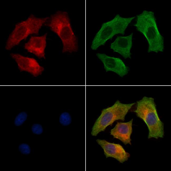 GBF1 Antibody in Immunocytochemistry (ICC/IF)