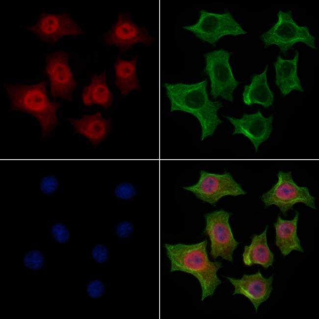 hnRNP R Antibody in Immunocytochemistry (ICC/IF)