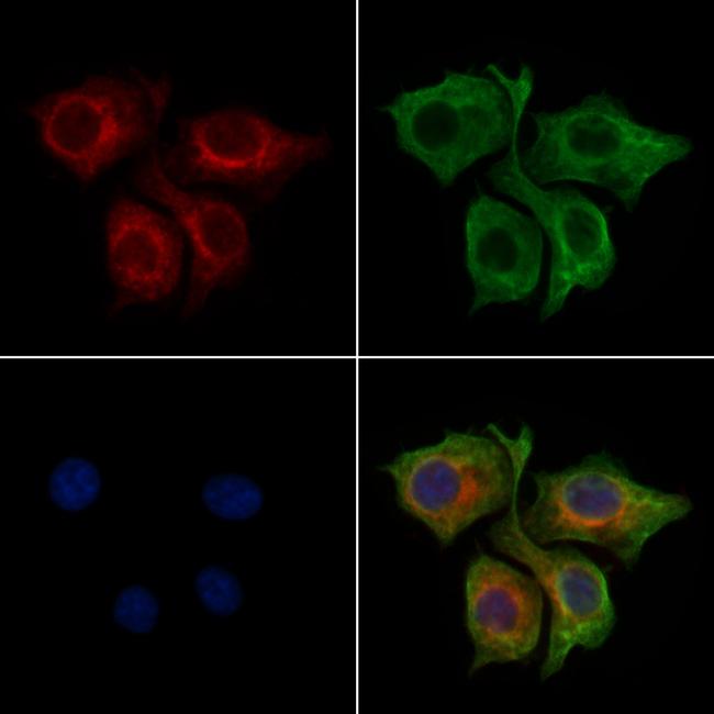 RABL4 Antibody in Immunocytochemistry (ICC/IF)