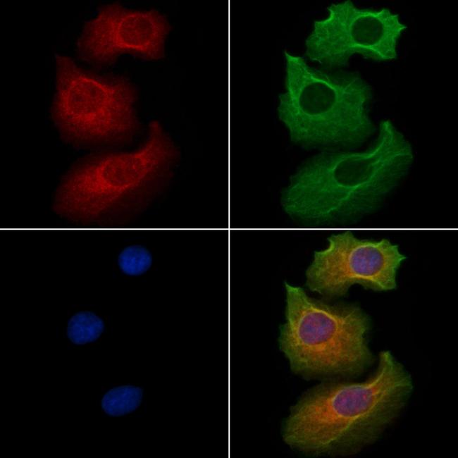 IYD Antibody in Immunocytochemistry (ICC/IF)