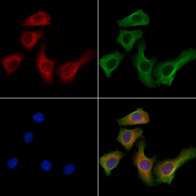 KIF19 Antibody in Immunocytochemistry (ICC/IF)