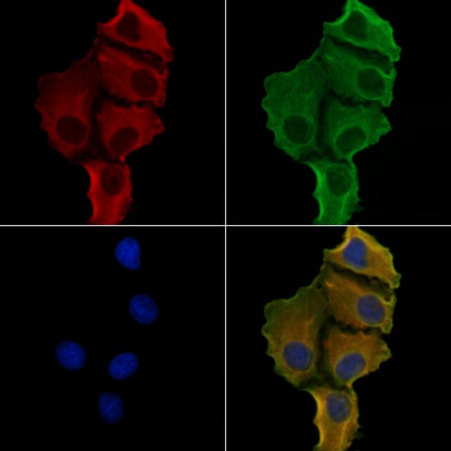 KIF26B Antibody in Immunocytochemistry (ICC/IF)