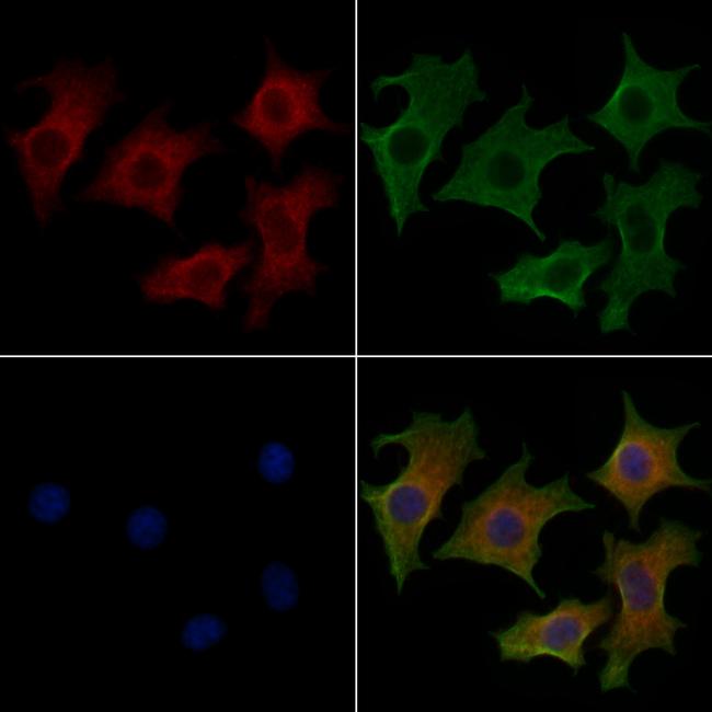 KLC3 Antibody in Immunocytochemistry (ICC/IF)