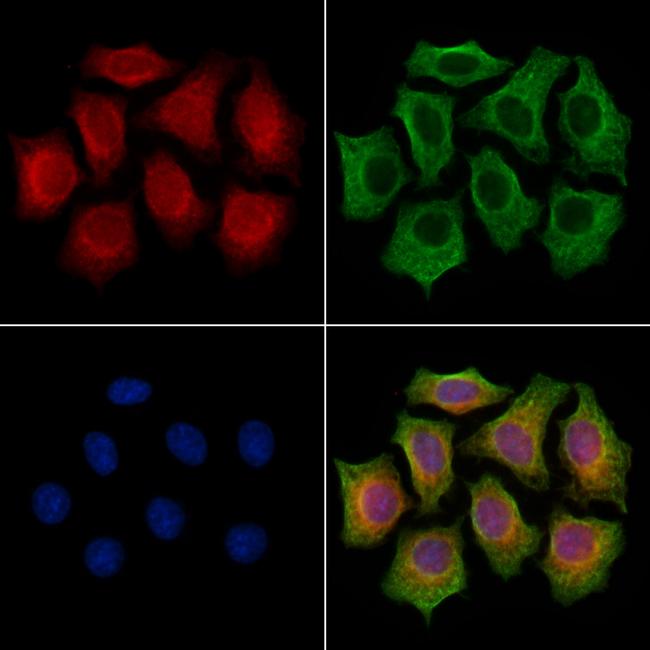 MIPEP Antibody in Immunocytochemistry (ICC/IF)