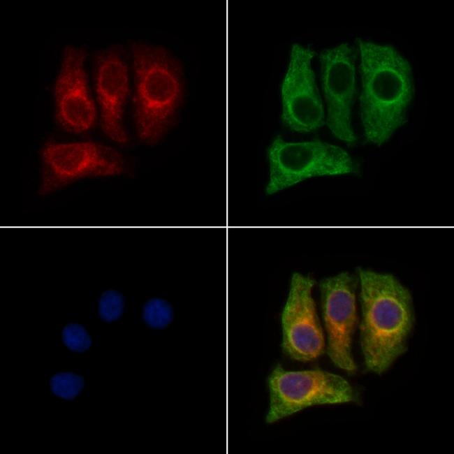 MLK2 Antibody in Immunocytochemistry (ICC/IF)