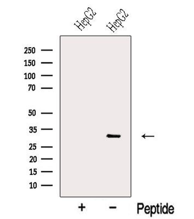 NNMT Antibody in Western Blot (WB)