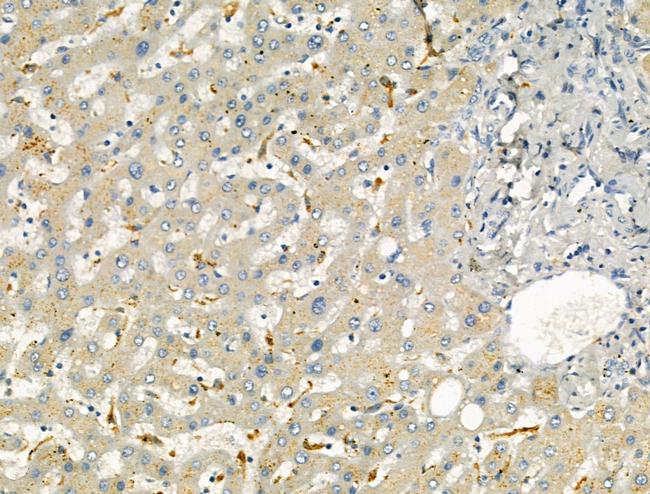 ODAM Antibody in Immunohistochemistry (Paraffin) (IHC (P))