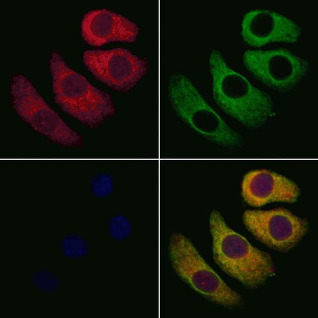 GNA13 Antibody in Immunocytochemistry (ICC/IF)