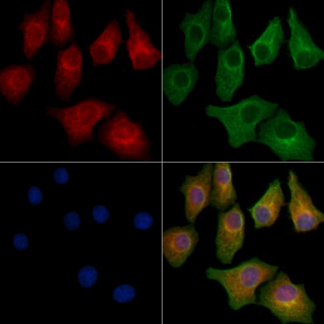 NDUFA10 Antibody in Immunocytochemistry (ICC/IF)