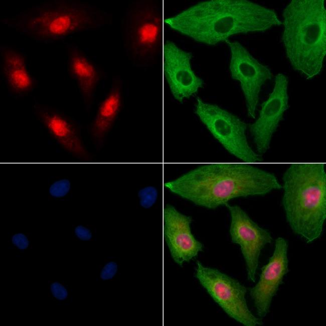 NUFIP2 Antibody in Immunocytochemistry (ICC/IF)