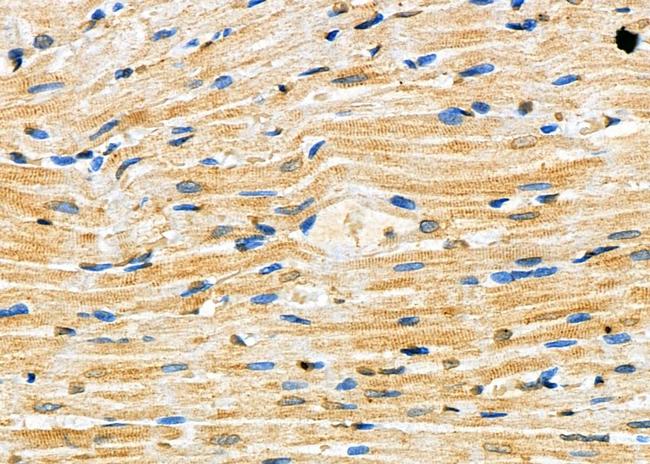 FGF12 Antibody in Immunohistochemistry (Paraffin) (IHC (P))