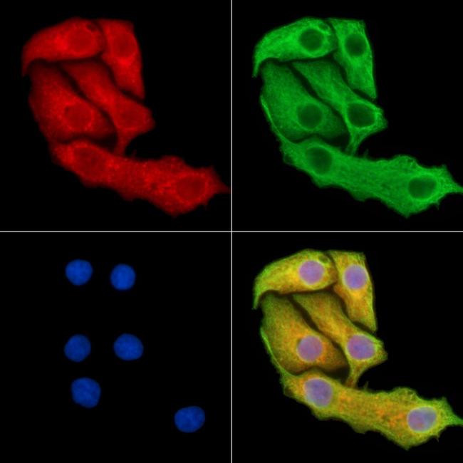 PI3K p55 gamma Antibody in Immunocytochemistry (ICC/IF)