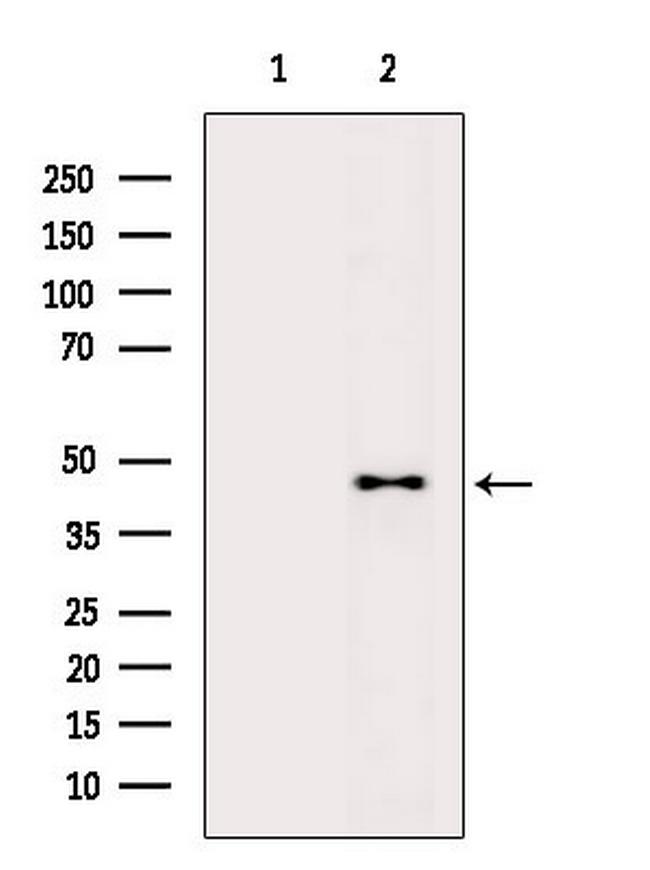 DRAK1 Antibody in Western Blot (WB)