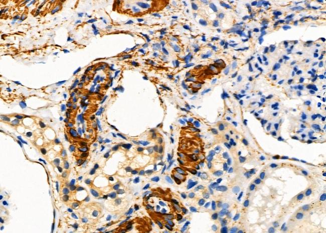 Placental Protein 14 Antibody in Immunohistochemistry (Paraffin) (IHC (P))