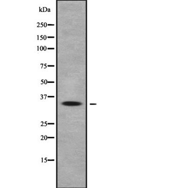 OR10Q1 Antibody in Western Blot (WB)