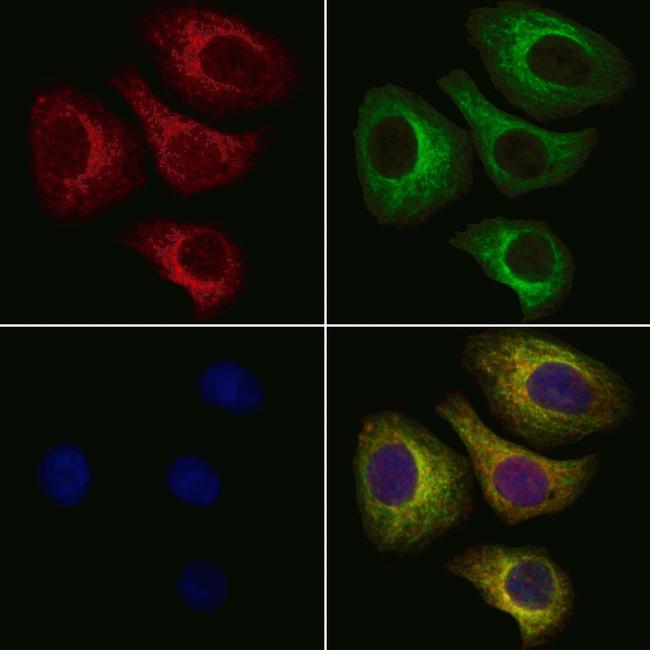 ALAS1 Antibody in Immunocytochemistry (ICC/IF)