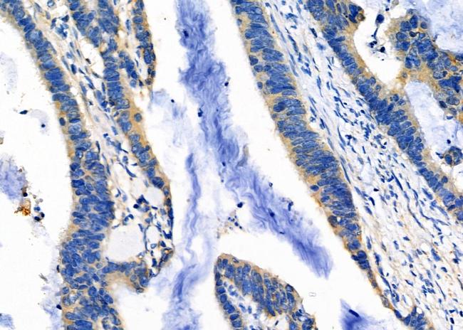 DNAJC15 Antibody in Immunohistochemistry (Paraffin) (IHC (P))