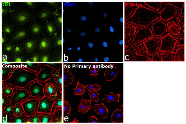 ID1 Antibody in Immunocytochemistry (ICC/IF)