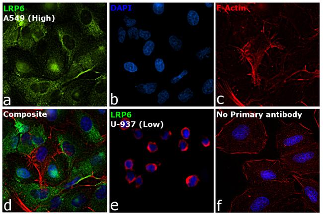 LRP6 Antibody in Immunocytochemistry (ICC/IF)