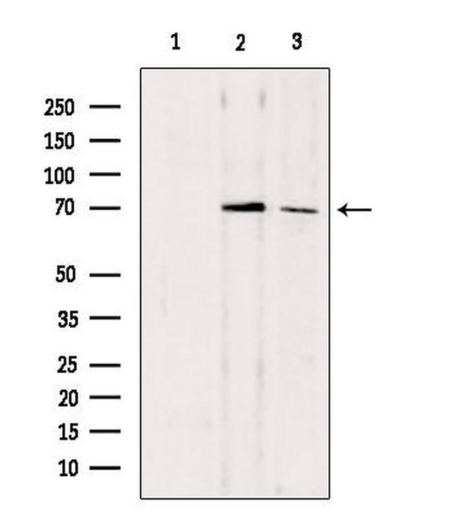 CDC7 Antibody in Western Blot (WB)