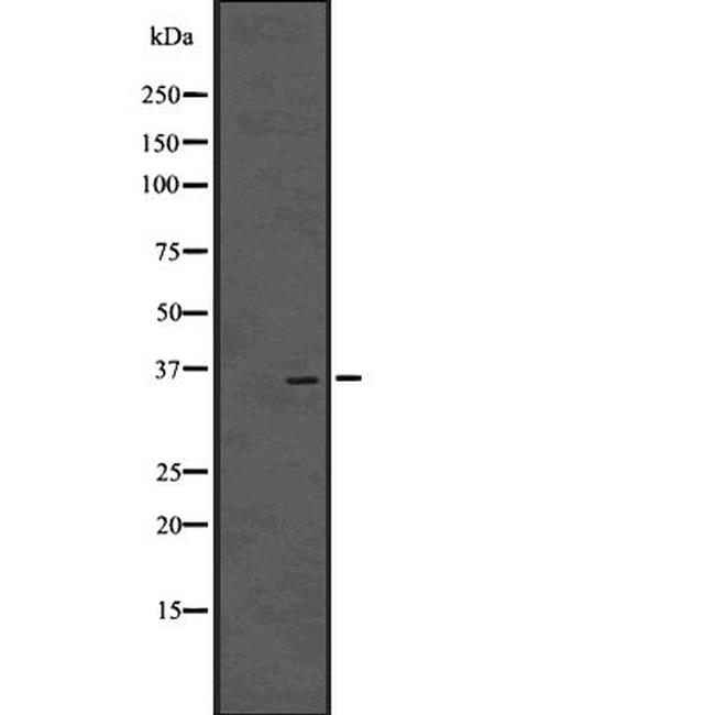 OVOL1 Antibody in Western Blot (WB)