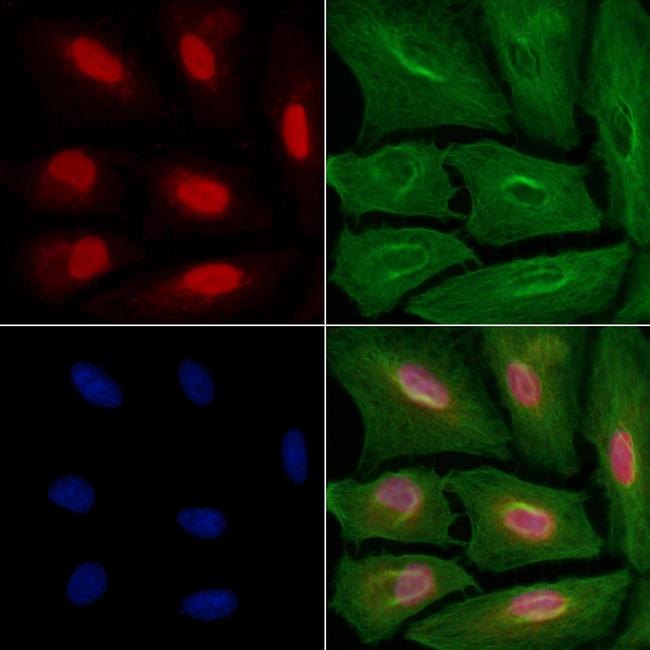 CDK11B Antibody in Immunocytochemistry (ICC/IF)