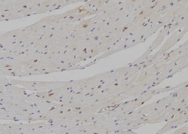 DLX5 Antibody in Immunohistochemistry (Paraffin) (IHC (P))