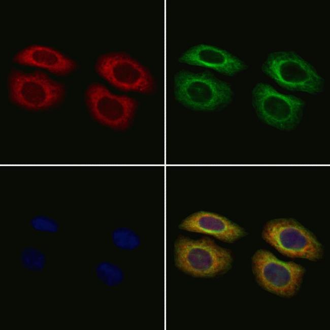 TOP3A Antibody in Immunocytochemistry (ICC/IF)