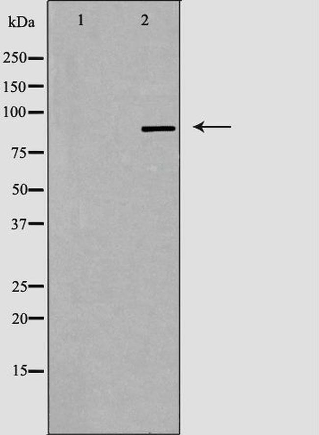 CDK11A/CDK11B Antibody in Western Blot (WB)