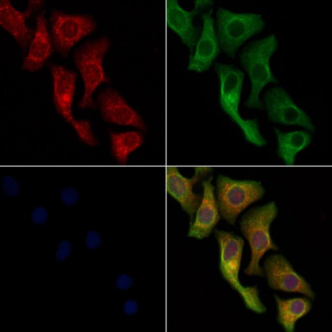 Cytochrome P450 Pan Antibody in Immunocytochemistry (ICC/IF)