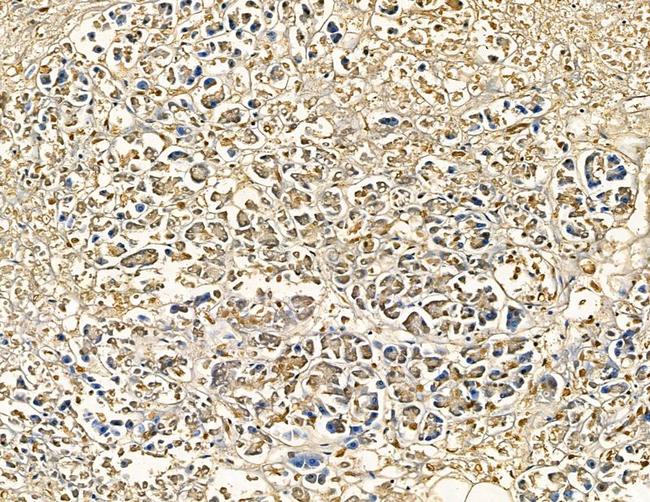 CYP7B1 Antibody in Immunohistochemistry (Paraffin) (IHC (P))