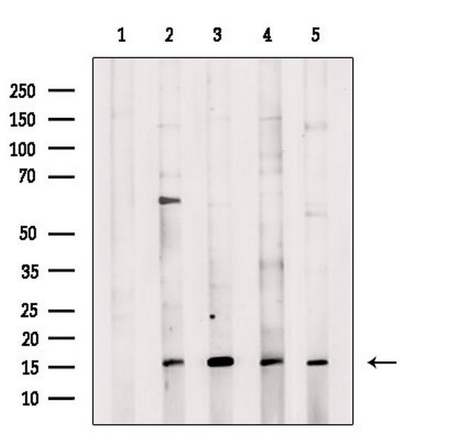 CYTL1 Antibody in Western Blot (WB)