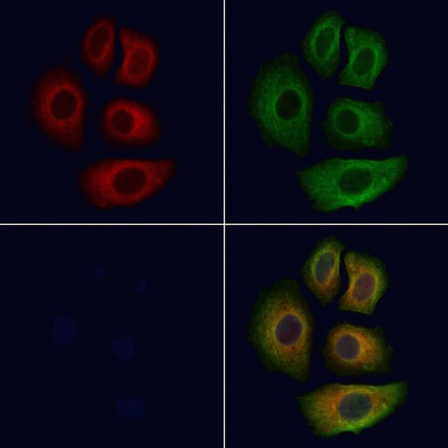 Apolipoprotein F Antibody in Immunocytochemistry (ICC/IF)