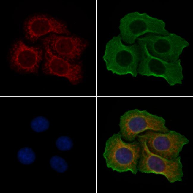 ATP5I Antibody in Immunocytochemistry (ICC/IF)