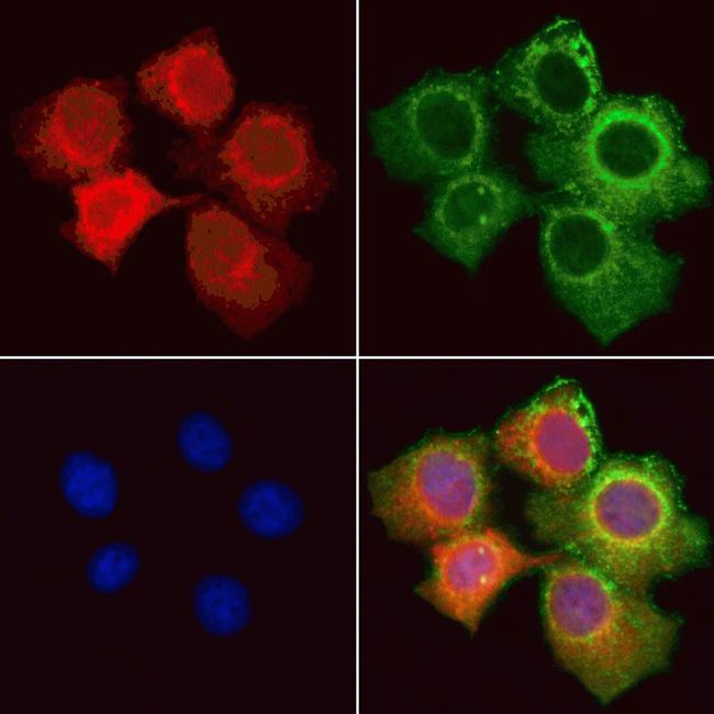 Cdc42EP3 Antibody in Immunocytochemistry (ICC/IF)