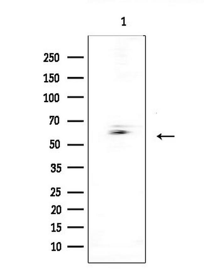 CSPG5 Antibody in Western Blot (WB)