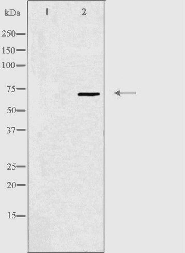 SPDL1 Antibody in Western Blot (WB)