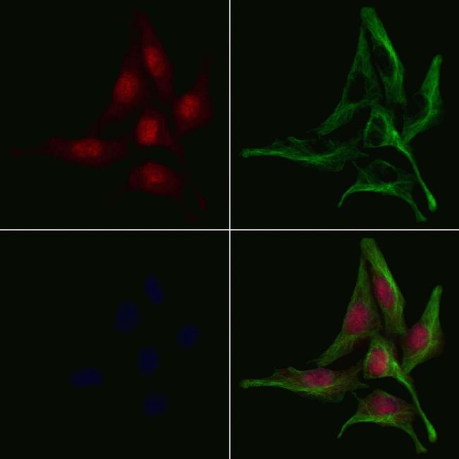 GNAL Antibody in Immunocytochemistry (ICC/IF)