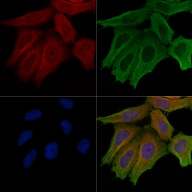 LIPI Antibody in Immunocytochemistry (ICC/IF)