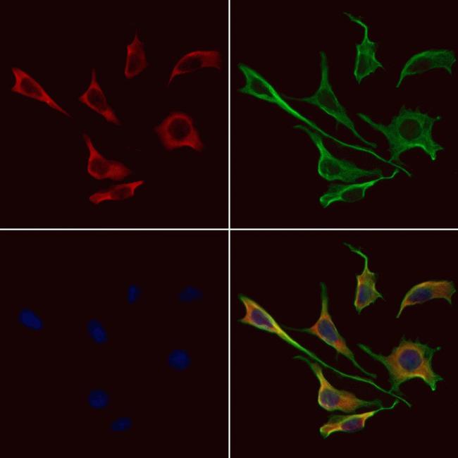 MRPS30 Antibody in Immunocytochemistry (ICC/IF)