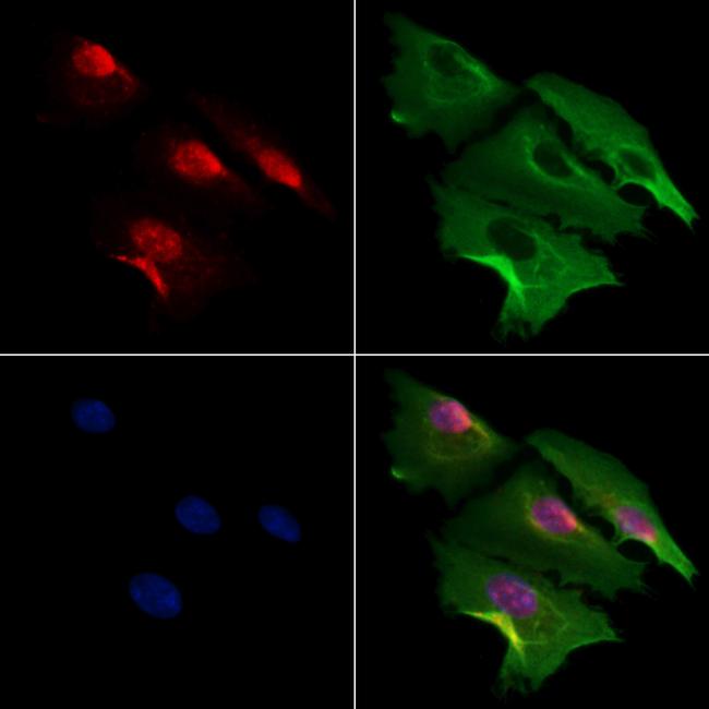 MDFI Antibody in Immunocytochemistry (ICC/IF)