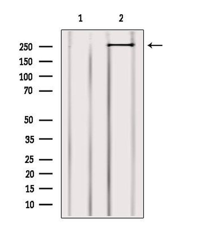 MYO9B Antibody in Western Blot (WB)