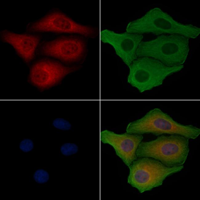 NDUFA9 Antibody in Immunocytochemistry (ICC/IF)