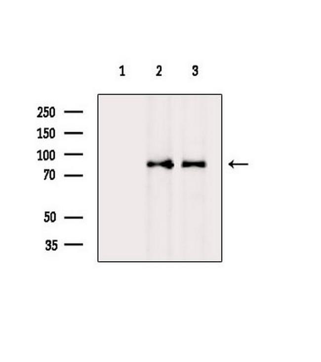 NOC2L Antibody in Western Blot (WB)