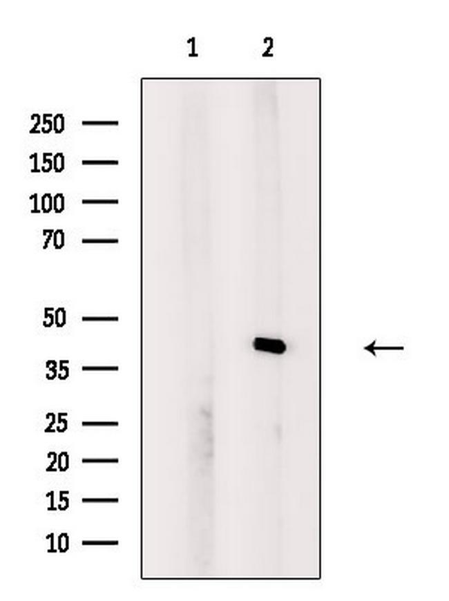 PEX7 Antibody in Western Blot (WB)