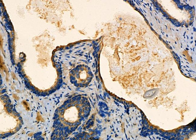 NDRG4 Antibody in Immunohistochemistry (Paraffin) (IHC (P))