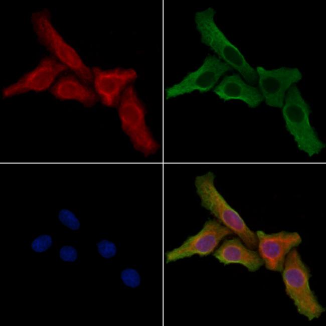 PPP1R16B Antibody in Immunocytochemistry (ICC/IF)