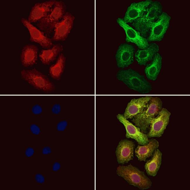 RABL2A Antibody in Immunocytochemistry (ICC/IF)