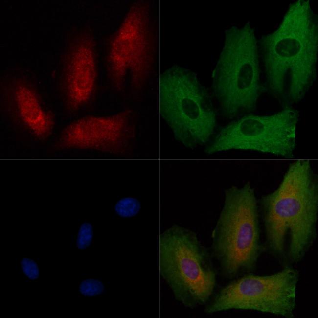 RAP2C Antibody in Immunocytochemistry (ICC/IF)