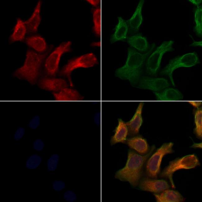 ARHGEF10 Antibody in Immunocytochemistry (ICC/IF)